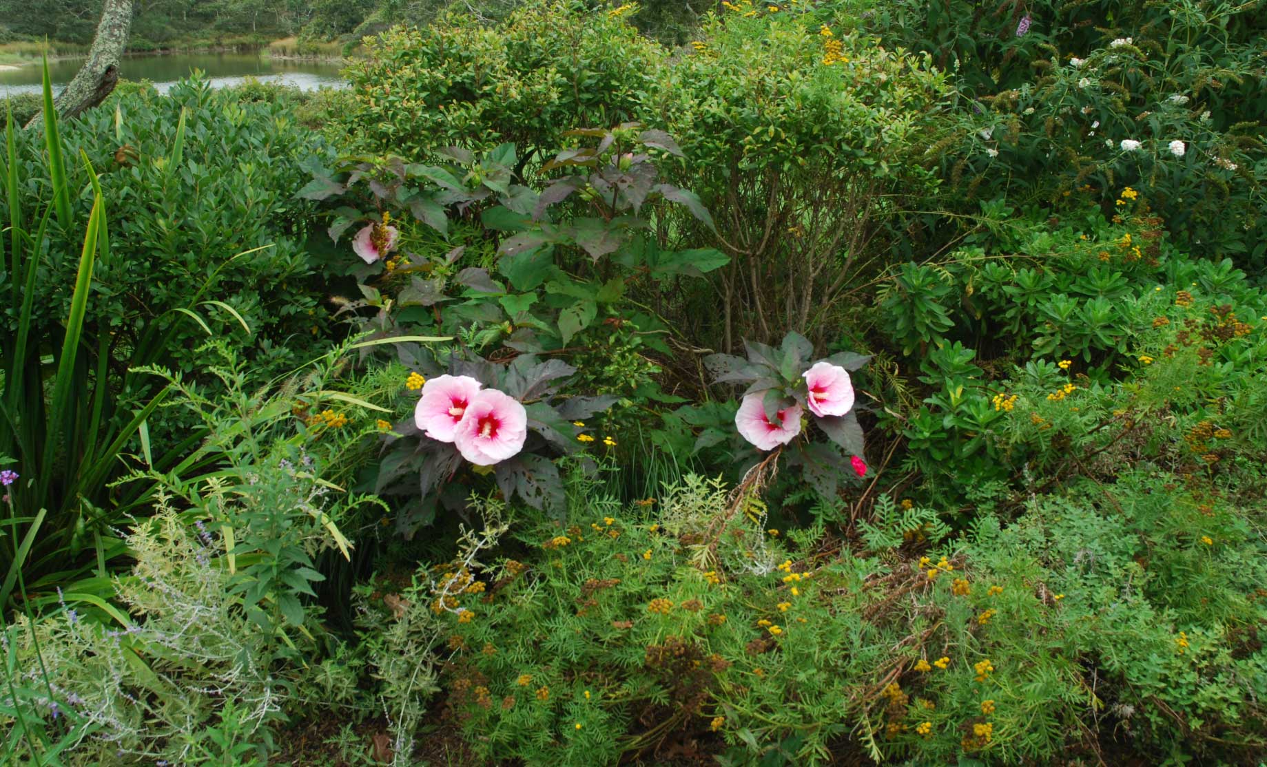 edgartown-coastal-house-garden